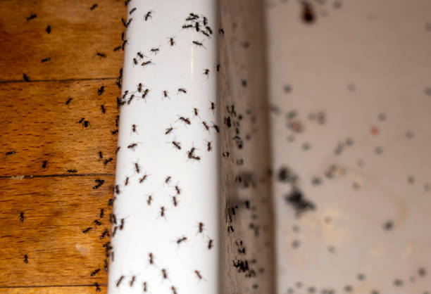 Best Pest Prevention Services  in Cortland, OH