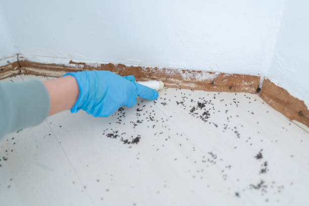 Best Local Pest Control Services  in Cortland, OH